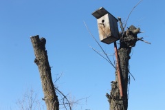 Работники МБУ «ГЗХ» ведут кронирование и санобрезку деревьев