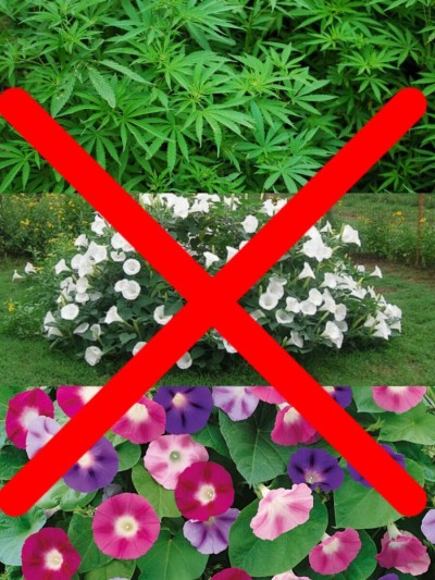 О запрете выращивания растений, содержащих наркотические средства и психотропные вещества